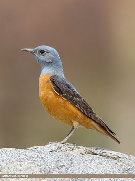 Rufous-tailed Rock-thrush (Monticola saxitilis) - image #466995 gratis